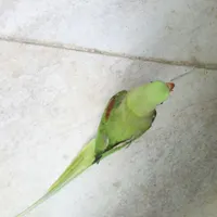 شاه طوطی جوجه سال بیگ سایژ قول رام رام دستی سخمگو