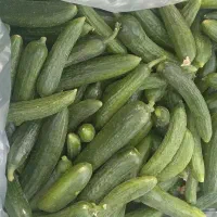 محصولات کشاورزی