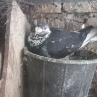 سوسکی بزک