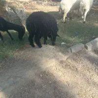 یک بره نر