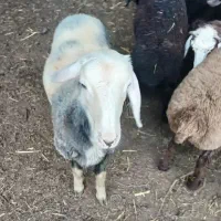 گوسفند برای قربانی بخواین تهیه میکنم