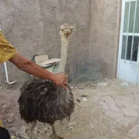 شتر مرغ