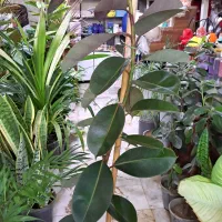 فیکوس یک ونیم متری بلک ویاقوتی دوشاخه