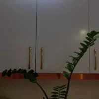 گل آپارتمانی