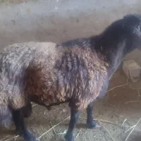 قوچ  کار بلد