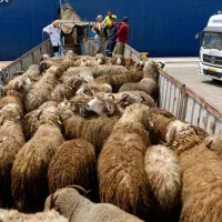 پشم گوسفندی شسته شده