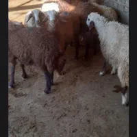 بره
