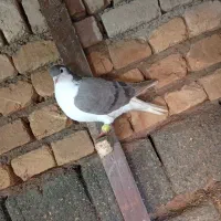 ساده سبز نر .سید حریف