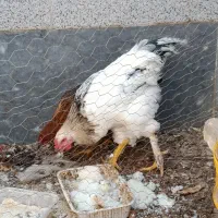 مرغ و خروس محلی