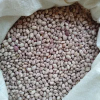 لوبیا چیتی بذری