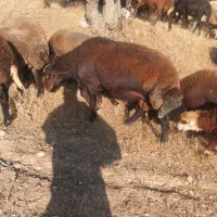 قوچ افشاری اصیل
