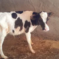 گاو باگوساله نر هلشتاین