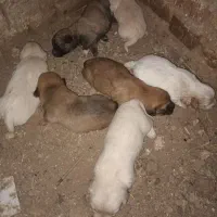 توله پاکوتاه گوش سیخ