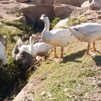 فروش۷عددغاز جوان