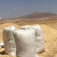 کاه دیمی