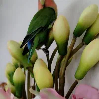 کوتوله برزیلی . (نر )