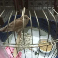 یک عدد قناری  ماده