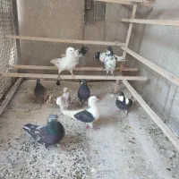 کبوتر پرشی ا