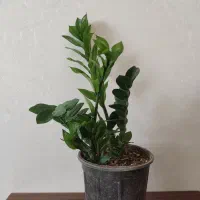 گل و گیاه ارزان