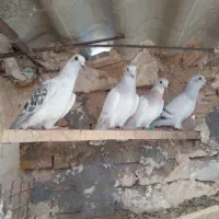 کفتر|پرنده|تربت‌حیدریه, طالقانی|دیوار