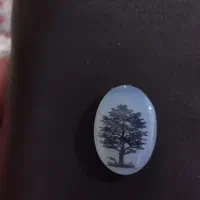 شجر تک درخت کلکسیونی