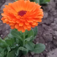 فروش سیمکارت همراه اول رند