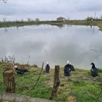 خانه محوطه با استخر ماهی سند دار