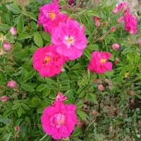 گل محمدی بیرق