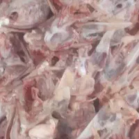 غذای سگ گربه اسکلت