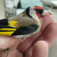 سیره یکساله