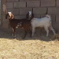 بزغاله ماده
