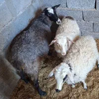 چند راس گوسفند سالم و چاق