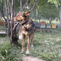 سگ  نگهبان|سگ|سنندج, |دیوار