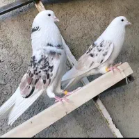 کود کبوتر یاهمون فضله کبوتر
