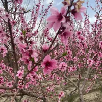 ۱۵۰۰ متر باغ سند تک برگ آماده ساخت|فروش زمین و ملک کلنگی|تهران, شهرک غرب|دیوار