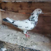 گررفتنی