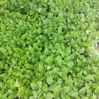نشاء بادمجان جهرمی به شرط