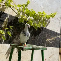 کفتر طوقی هفترنگ کلاغ کربلایی شازده کله پرشی
