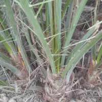 افروخ نخل برحی و مجول وبریم وسعمران وزاهدی