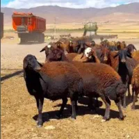 خرید میش افشاری وگوساله