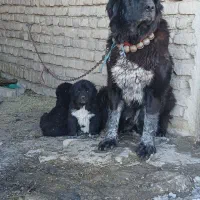 توله ماده قدرجونی شیش دانگ