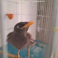 قفس. پرنده. مرغ مینا