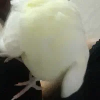عروس هلندی