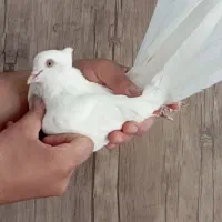 نر سفید کاکلی پرشی