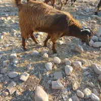فروش تعدادی کهره پاک وسرحال