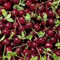 تازه تازه ورسیده ۱۷۰