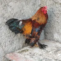 خروس‌برهما‌‌بلو‌پاتریج