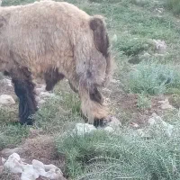 فروش یک قوچ روزگاری