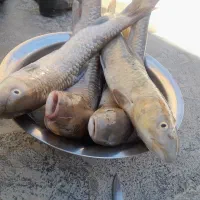 ماهی تازه تازه