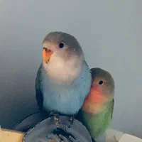 طوطی برزیلی